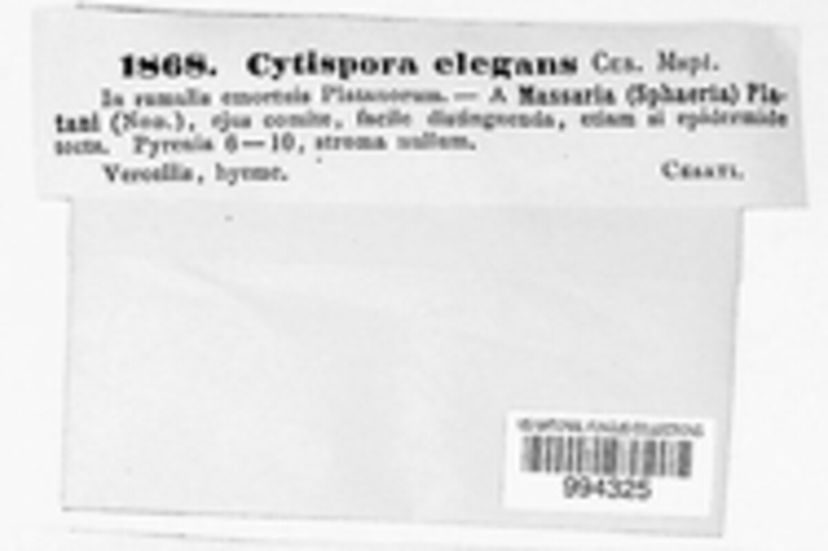 Cytospora elegans image